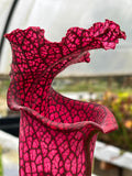 Sarracenia LPJA 012 «Big City B.B»