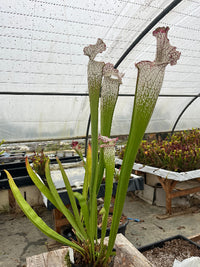 Sarracenia LPJA X «Grand Blanc»