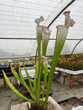 Sarracenia LPJA X «Grand Blanc»