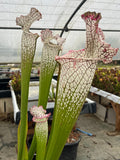 Sarracenia LPJA X «Grand Blanc»