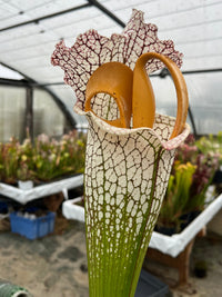 Sarracenia LPJA X «Grand Blanc»