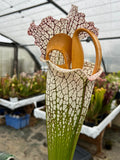 Sarracenia LPJA X «Grand Blanc»