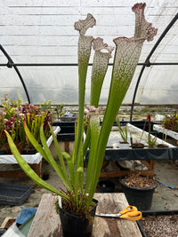 Sarracenia LPJA X «Grand Blanc»