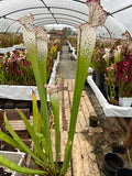 Sarracenia LPJA X «Grand Blanc»