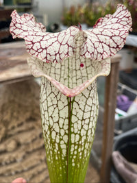 Sarracenia LPJA X «Grand Blanc»
