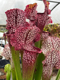 Sarracenia LPJA 078 «Heartbreaker»