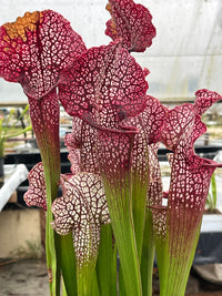 Sarracenia LPJA 078 «Heartbreaker»