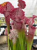 Sarracenia LPJA 078 «Heartbreaker»