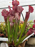 Sarracenia LPJA 078 «Heartbreaker»