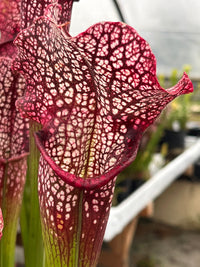 Sarracenia LPJA 078 «Heartbreaker»