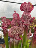 Sarracenia LPJA 078 «Heartbreaker»