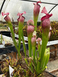 Sarracenia LPJA 066 «Rosa Purp»