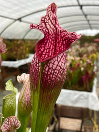 Sarracenia LPJA 066 «Rosa Purp»