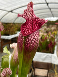Sarracenia LPJA 066 «Rosa Purp»
