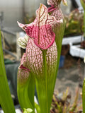 Sarracenia LPJA 066 «Rosa Purp»