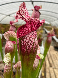 Sarracenia LPJA 066 «Rosa Purp»