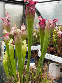 Sarracenia LPJA 066 «Rosa Purp»
