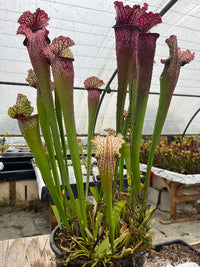 Sarracenia LPJA 007 