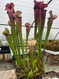 Sarracenia LPJA 007 "Red Bond"