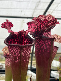 Sarracenia LPJA 007 "Red Bond"
