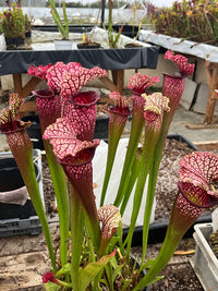 Sarracenia LPJA 007 "Red Bond"