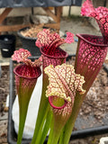 Sarracenia LPJA 007 "Red Bond"