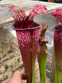 Sarracenia LPJA 007 "Red Bond"