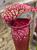 Sarracenia LPJA 007 "Red Bond"