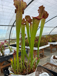 Sarracenia LPJA 018 «Botte de paille »
