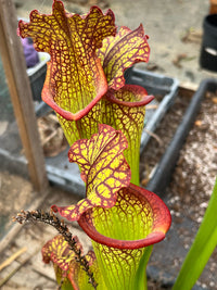 Sarracenia LPJA 018 «Botte de paille »