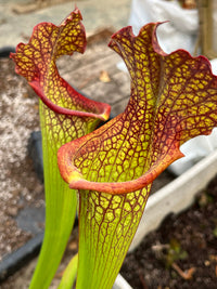 Sarracenia LPJA 018 «Botte de paille »