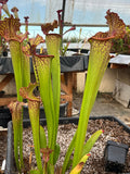 Sarracenia LPJA 018 «Botte de paille »