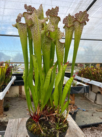 Sarracenia LPJA 137 «LPJA Médusa »