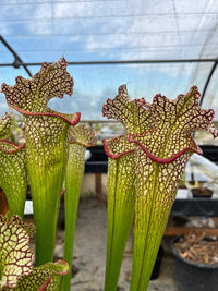 Sarracenia LPJA 137 «LPJA Médusa »