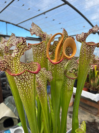 Sarracenia LPJA 137 «LPJA Médusa »