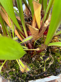 Sarracenia LPJA 137 «LPJA Médusa »