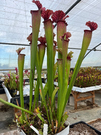 Sarracenia LPJA 059 «City Slicker»