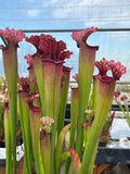 Sarracenia LPJA 059 «City Slicker»