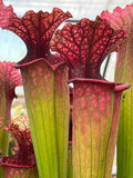 Sarracenia LPJA 059 «City Slicker»