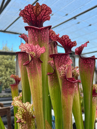 Sarracenia LPJA 059 «City Slicker»