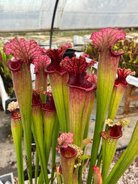 Sarracenia LPJA 059 «City Slicker»