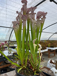 Sarracenia LPJA 148 «Volteo»