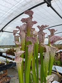 Sarracenia LPJA 148 «Volteo»