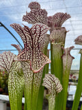 Sarracenia LPJA 148 «Volteo»