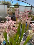 Sarracenia LPJA 148 «Volteo»