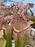 Sarracenia LPJA 148 «Volteo»