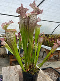 Sarracenia LPJA 157 «LPJA D.V.D»