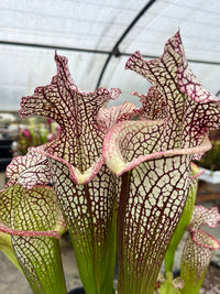 Sarracenia LPJA 157 «LPJA D.V.D»