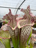 Sarracenia LPJA 157 «LPJA D.V.D»