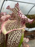 Sarracenia LPJA 157 «LPJA D.V.D»